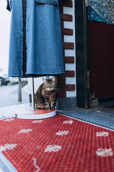 Odessa Ucrânia Gato Sem Teto Perto Entrada Para Loja Roupas — Fotografia de Stock