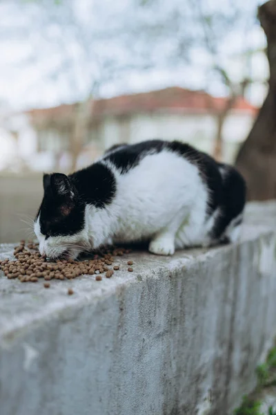 Mykolaiv Ucrânia Gato Sem Teto Perto Centro Cidade Comendo Comida — Fotografia de Stock