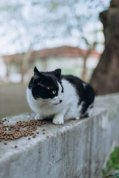 Mykolaiv Ukrayna Şehir Merkezinin Yakınındaki Evsiz Kedi Kuru Kedi Maması — Stok fotoğraf