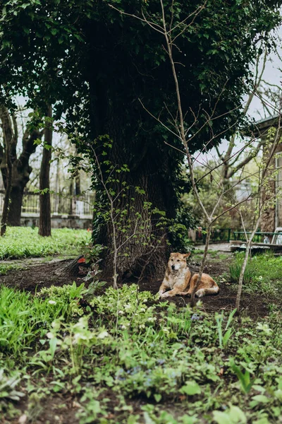 Красный Бездомный Пес Зеленым Деревом Весеннем Парке Зеленый Сад Утром — стоковое фото