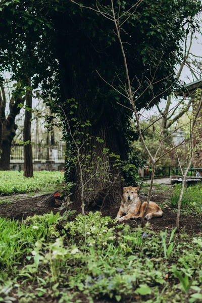 Anjing Tunawisma Merah Bawah Pohon Hijau Taman Musim Semi Kebun — Stok Foto