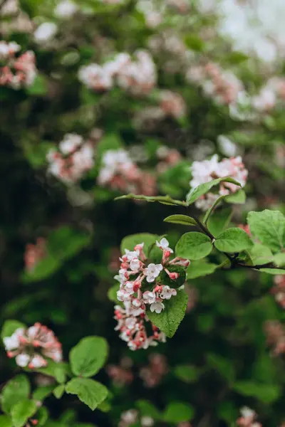 분홍색 사과나무는 정원에서 꽃들이 식물원 — 스톡 사진