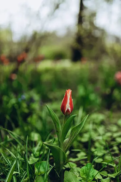 정원에서 오릅니다 꽃들이 식물원 — 스톡 사진