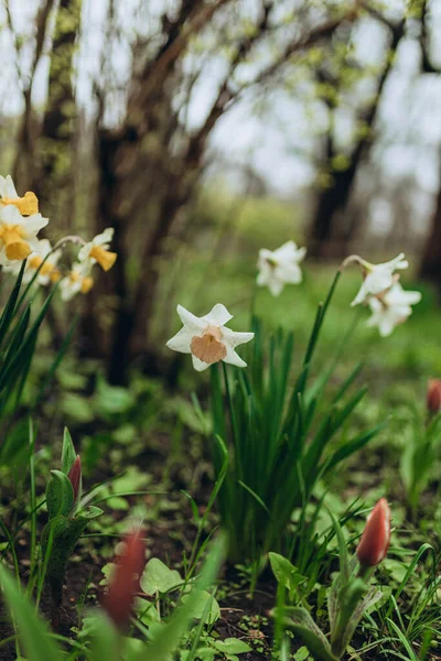 Weiße Narzissen Mit Gelbem Kern Blühen April Garten Ein Großes — Stockfoto