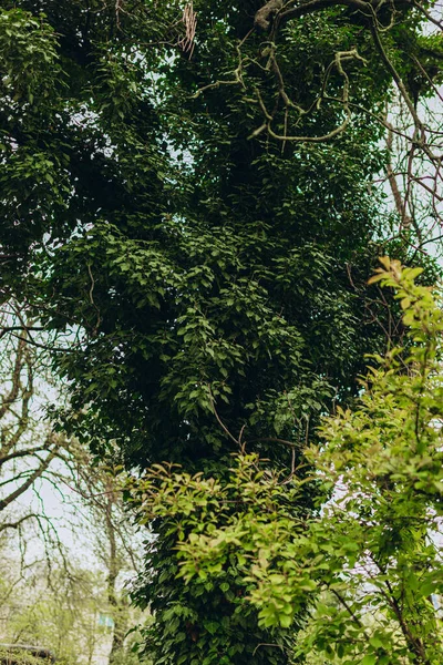 Grüner Baum Frühlingspark Grüner Garten Morgen — Stockfoto