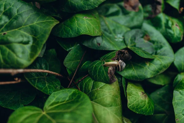 stock image Single snail shell, on ivy, hedera helix, under the warm spring su