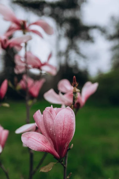 Яркий Цветущий Розовый Цветок Растущий Тонкой Ветке Кустарника Магнолия Кемпбелли — стоковое фото