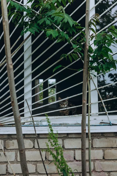 우크라 Bilozirka 2023 고양이가 브로큰 창문에 앉는다 복판에서 유치원 손상을 — 스톡 사진