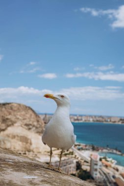 Santa Barbara Kalesi 'nden Akdeniz Harbour manzaralı martı Alicante deniz kıyısının üzerinden uçmaya ve Santa Barbara kalesinin kenarında durmaya hazır. Yaz tatili