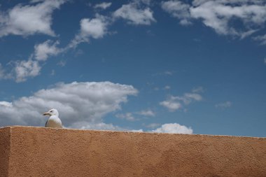 Santa Barbara Kalesi 'nden Akdeniz Harbour manzaralı martı Alicante deniz kıyısının üzerinden uçmaya ve Santa Barbara kalesinin kenarında durmaya hazır. Yaz tatili