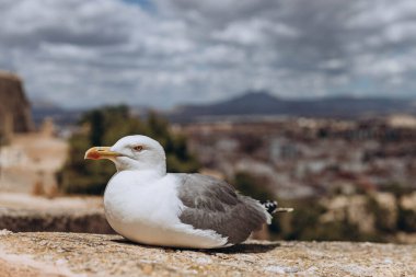 Santa Barbara Kalesi 'nden Akdeniz Limanı' na gelen martı Alicante deniz kıyısının üzerinden uçmaya ve Santa Barbara kalesinin kenarında oturmaya hazır. Yaz tatili