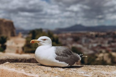 Santa Barbara Kalesi 'nden Akdeniz Limanı' na gelen martı Alicante deniz kıyısının üzerinden uçmaya ve Santa Barbara kalesinin kenarında oturmaya hazır. Yaz tatili