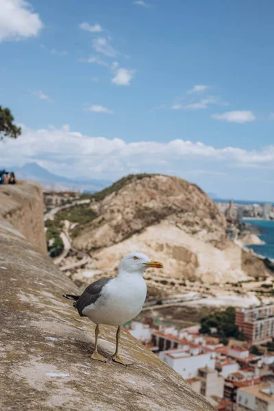 stock image Seagull with view of Harbour in the Mediterranean Sea from Santa Barbara Castle, Alicante is ready to fly over the seashore and standing on the edge of Santa Barbara castle fort. Summer vacation