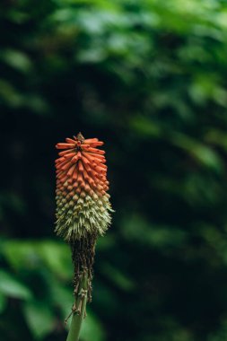 Kniphofia uvaria veya Red Hot Poker. Kniphofia uvaria ayrıca Tritoma, Meşale Lily veya Red Hot Poker olarak da bilinir. Yapraklar zambak ve çiçeğe benziyor.