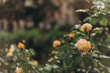 Milano halk bahçesinde sarı güller çiçek açtı ve hayranlık duyuldu. Gül parkında güzel sarı bir gül çiçek açtı. Bahçıvanlık ve çiçekçilik. Fotokopi alanı ile fotoğraf