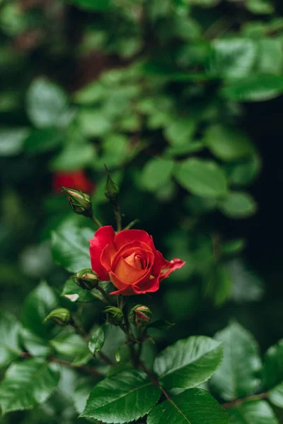 서식지에 가까이 꽃다발 친밀하고 낭만적 배경의우아 정원에 있는우아 장미를 피운다 — 스톡 사진