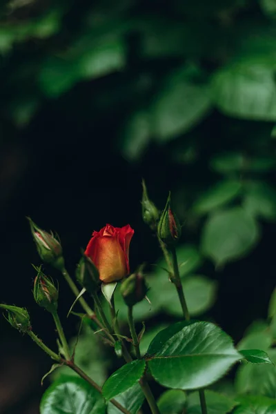 満開の自然生息地の赤いバラ 花の花束を閉じる エレガントな 親密な ロマンチックな ぼやけた背景に繊細な 街の庭で繊細なバラを開花 — ストック写真