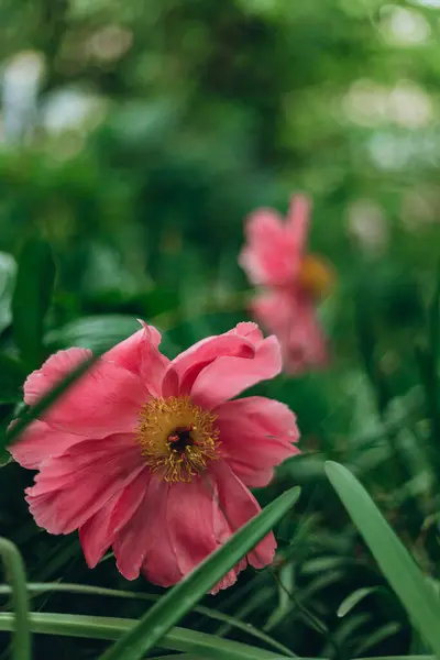 서식지의 분홍빛 가까이 꽃다발들 친밀하고 낭만적 배경의 배경에 정원에 있는우아 — 스톡 사진