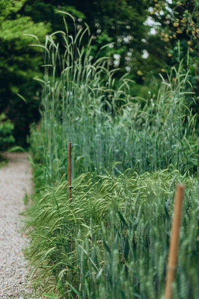 Junge Weizenpflanzen Die Auf Dem Boden Wachsen Erstaunlich Schönes Grünes — Stockfoto