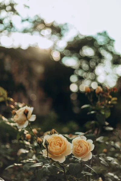 밀라노 정원에는 장미가 만발하여 감탄을 자아내고 아름다운 장미가 장미장에 있었다 — 스톡 사진