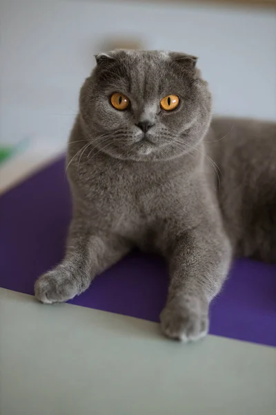 Короткошерстная Серая Порода Шотландская Складная Кошка Оранжевыми Глазами Позирующими Фиолетовой — стоковое фото