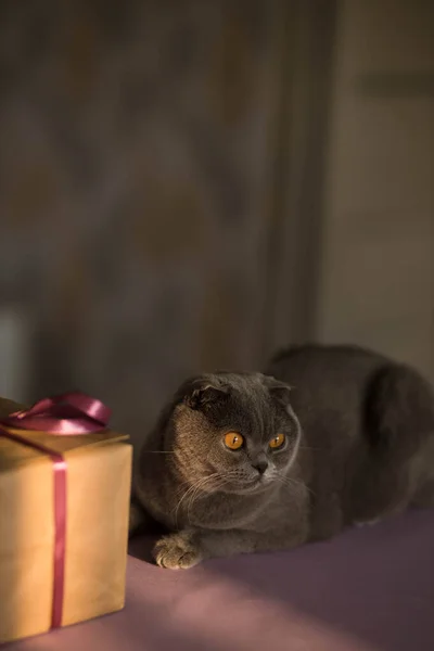 短发灰品种苏格兰折叠猫摆姿势与紫带礼品盒与蝴蝶结日落光在家里 模糊的背景 生日快乐的概念 为全面审查作准备A — 图库照片