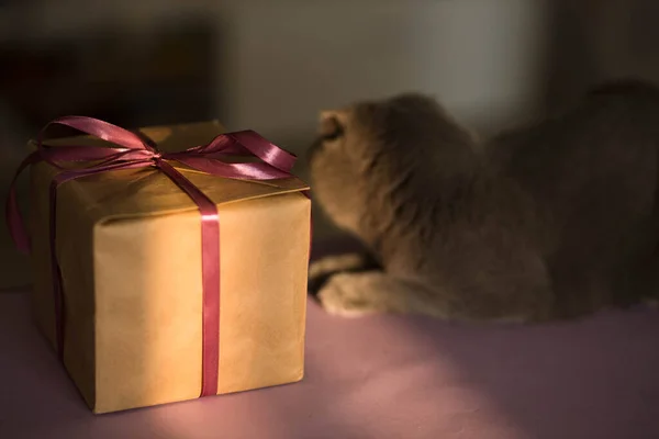 短い髪の灰色の品種自宅で日没の光の上に弓と紫色のリボンギフトボックスでポーズスコットランドの折り畳み猫 背景がぼやけている 誕生日おめでとう ホリダの準備 — ストック写真