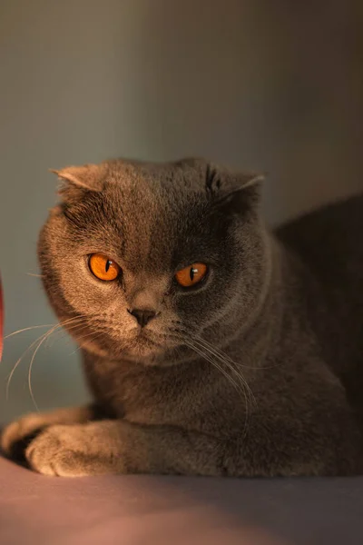 Короткошерстная Серая Порода Шотландская Складная Кошка Позирует Фиолетовой Ленточкой Подарка — стоковое фото