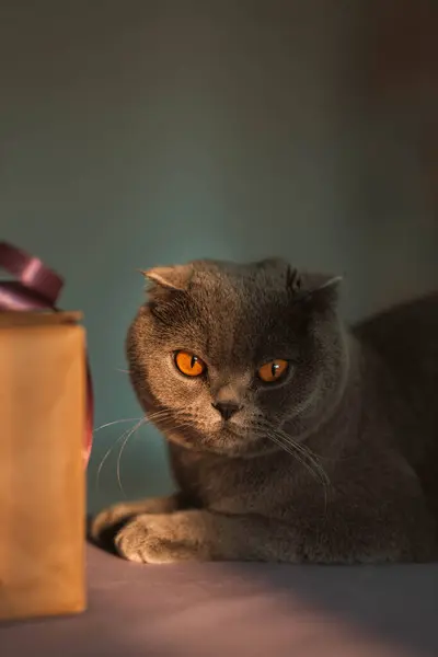 Krátkosrstý Šedovlasý Plemeno Skotská Skládací Kočka Pózující Fialovou Stuhou Dárkové — Stock fotografie