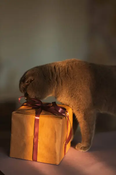 Krótkowłosy Szary Rasa Scottish Krotnie Kot Pozowanie Fioletowy Wstążka Prezent — Zdjęcie stockowe