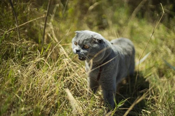 Beautiful Grey Scottish Fold Shorthair Fluffy Cat Orange Eyes Chilling — Stock Photo, Image