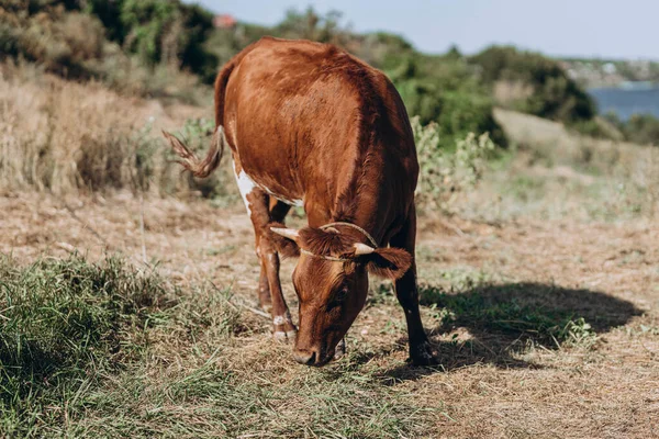 Primer Plano Una Hermosa Vaca Blanca Roja Pastando Granja Abierta — Foto de Stock