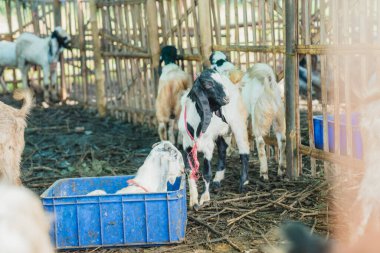Çiftlikte keçi, çiftlik hayvanı