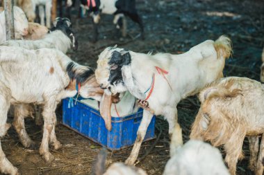Çiftlikteki bir grup keçi