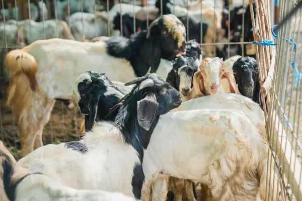 Tayland 'daki çiftlikte keçiler