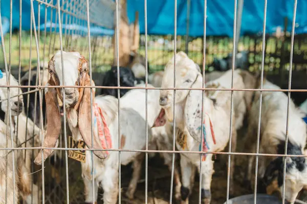 Kırsalda bir çiftlikte keçiler