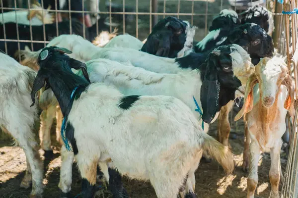 Çiftlikteki keçiler