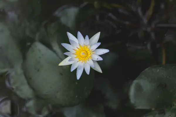 Bahçedeki güzel nilüfer çiçeği