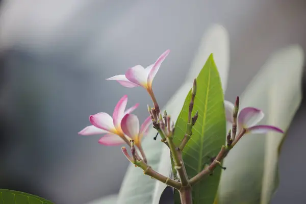 Bahçedeki güzel pembe çiçek