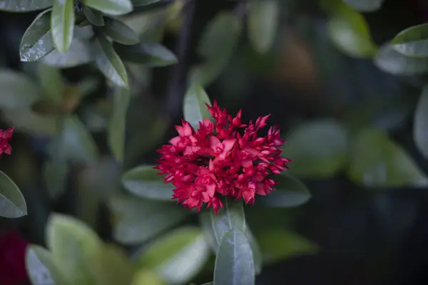 Güzel botanik fotoğrafı, doğal duvar kağıdı.