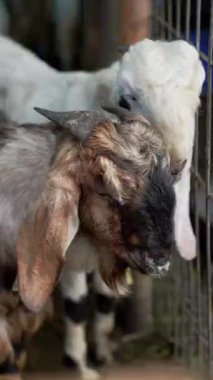 Küçük bir çiftliği olan beyaz bir keçinin yakın plan fotoğrafı.