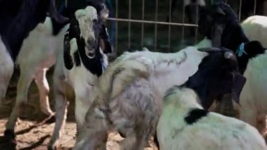 Bir inek sürüsü otlakta