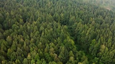 Yeşil orman ve ağaçlar. hava aracı görünümü.