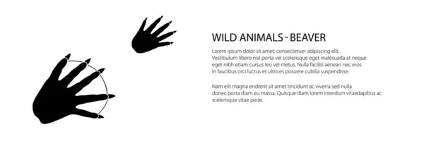 Trace Forest Animal Banner European Beaver Mammal Footprint Vector Illustration — Stock Vector