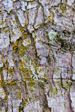 cracking tree trunk texture with moss