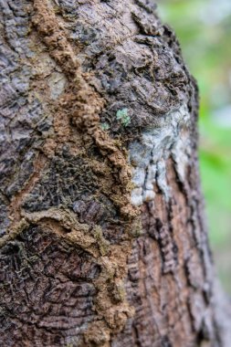 tree trunk with a trail of ants' nest