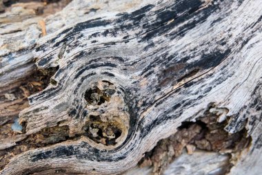 line texture of old dried wood