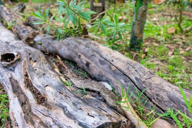 two wooden logs lying on the grass