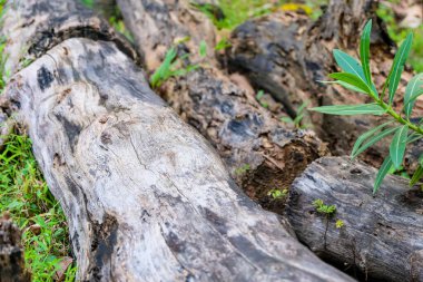 old tree stumps laying in the grass