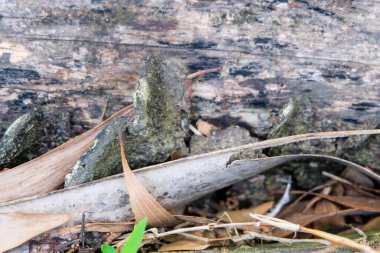 close up of tree trunks and dried leaves